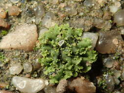 Phaeophyscia nigricans (Flörke) Moberg resmi