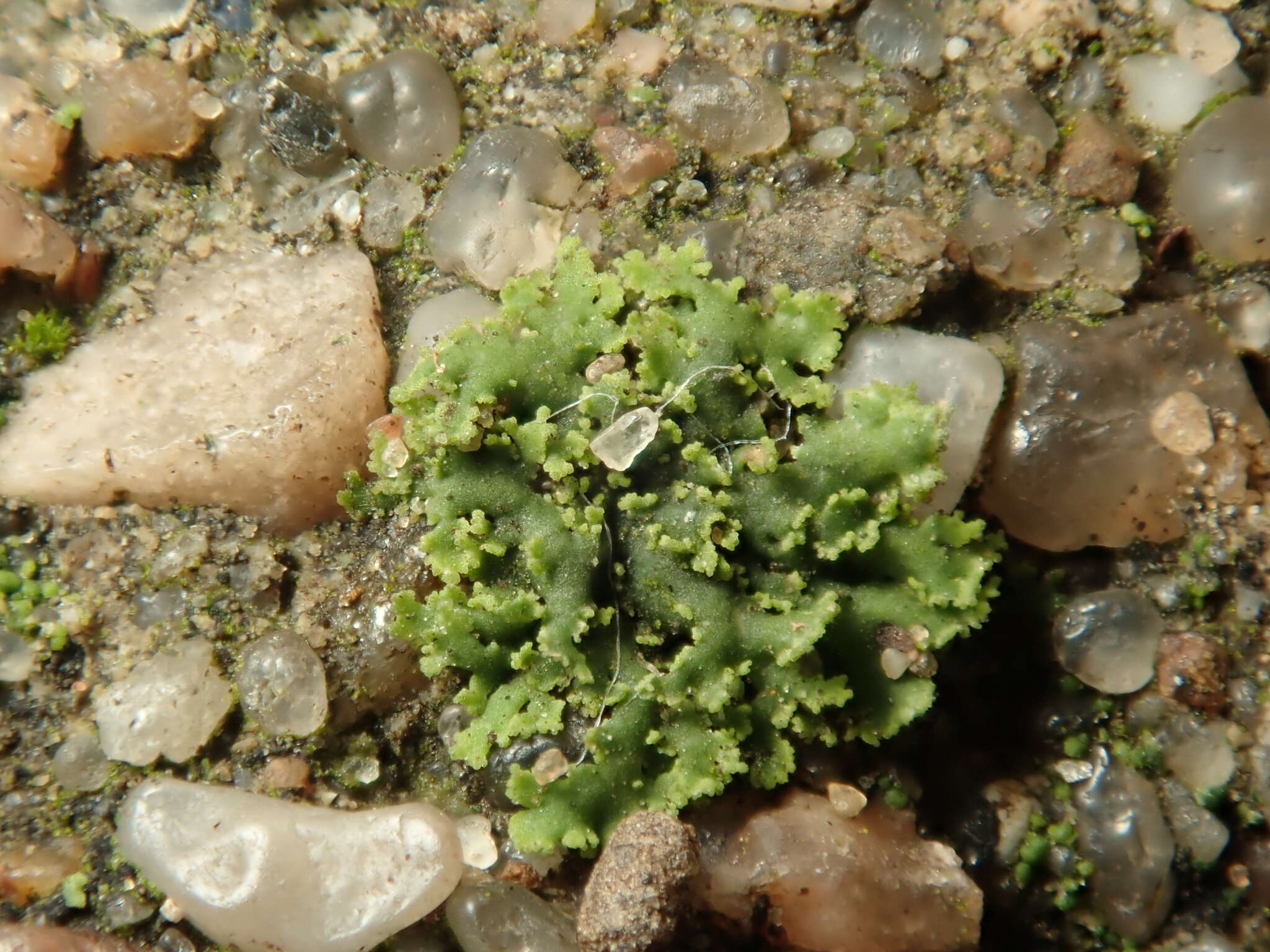 Image of wreath lichen