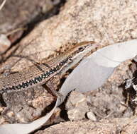 Image of Lined Rainbow-skink