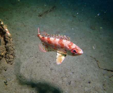 Image of Bigeye snapper