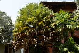 Image of toddy palm