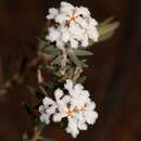 Image of Leucopogon darlingensis Hislop