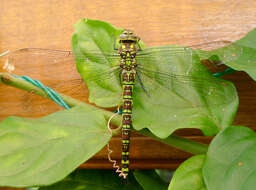 Image of Blue Hawker