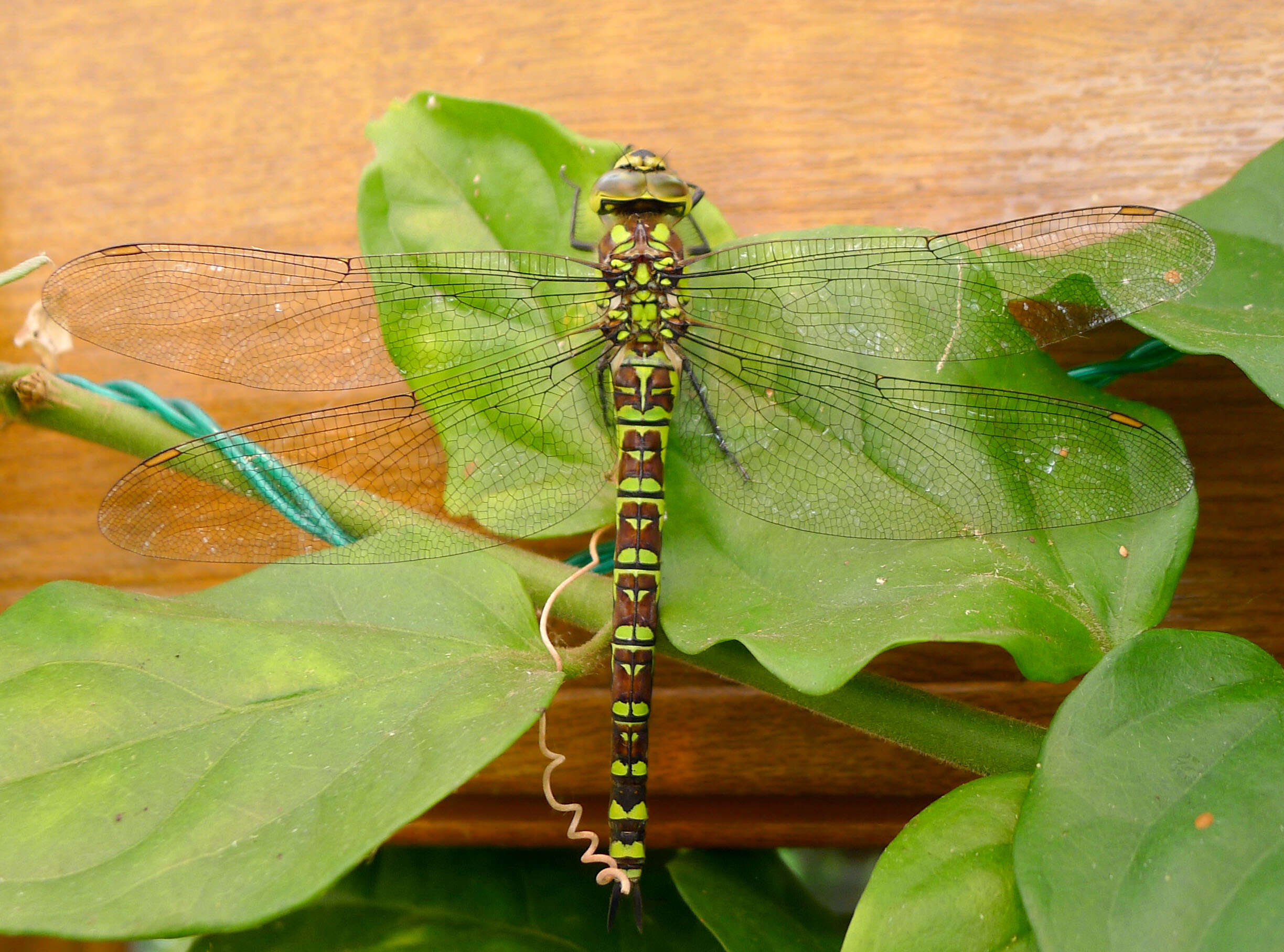 Image of Blue Hawker