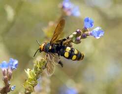 Image de Megascolia maculata (Drury 1773)