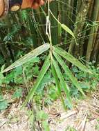 Image of Bambusa vulgaris var. vulgaris