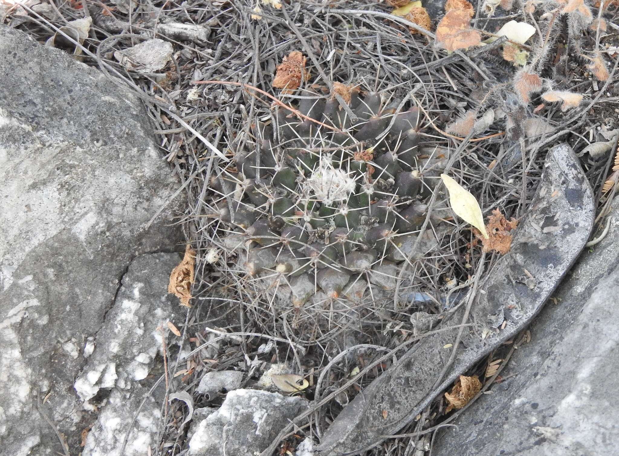 Image of Mammillaria melanocentra subsp. melanocentra