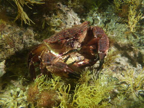 Imagem de Nectocarcinus integrifrons (Latreille 1825)