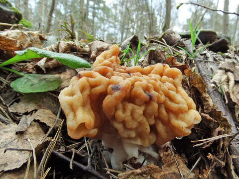 Plancia ëd Gyromitra gigas (Krombh.) Cooke 1878