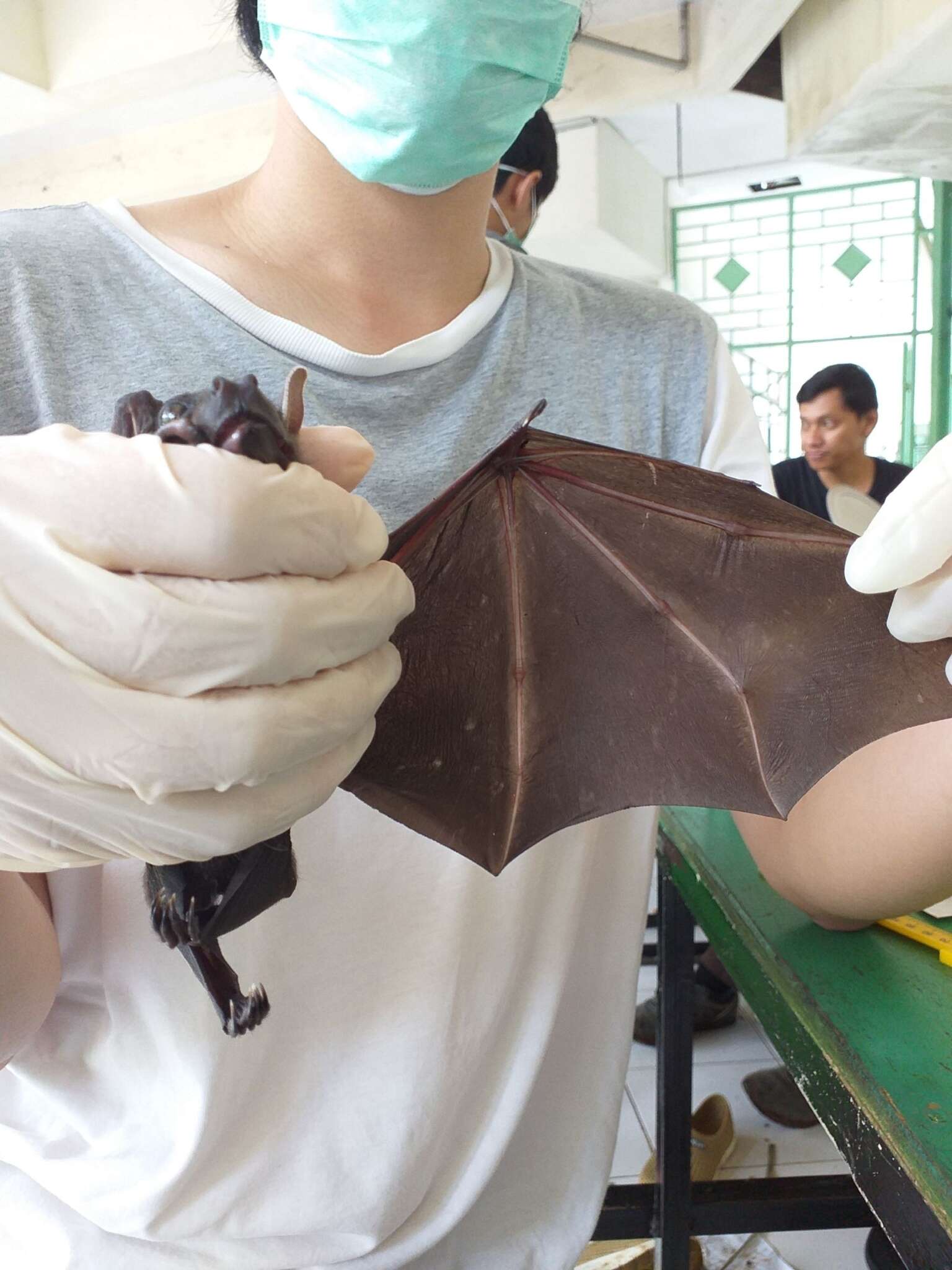 Image of Indonesian Short-nosed Fruit Bat