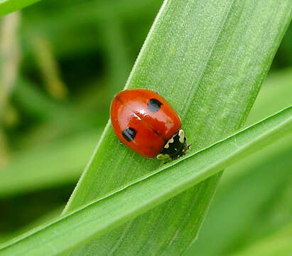 Image of twospotted lady beetle