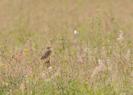 Image of Rufous-naped Lark