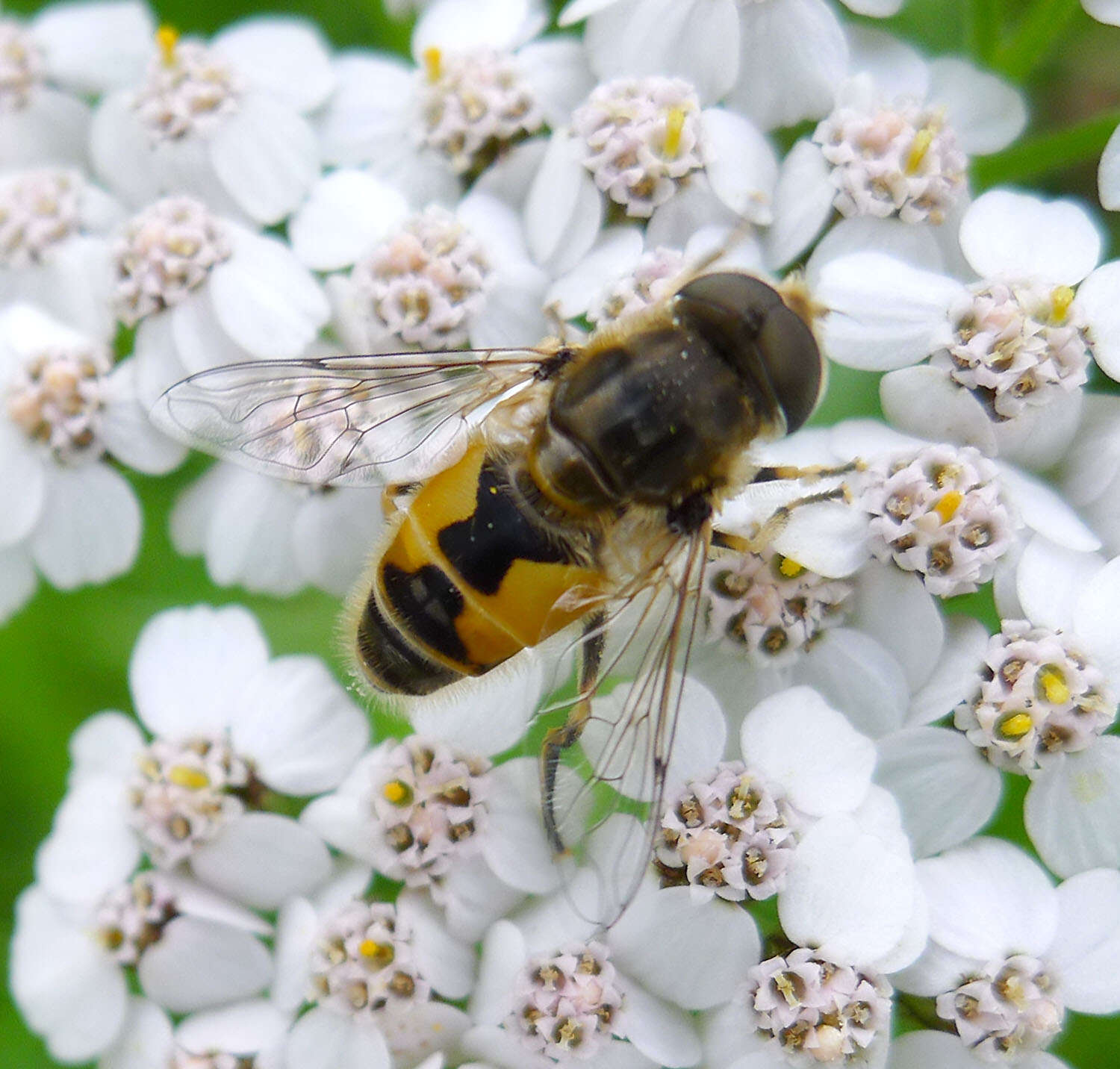 Image of Syrphid fly