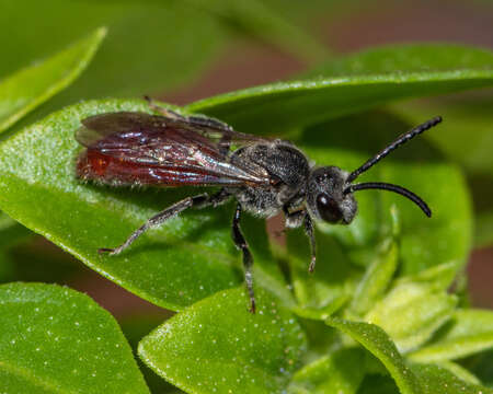 Image de Sphecodes ranunculi Robertson 1897