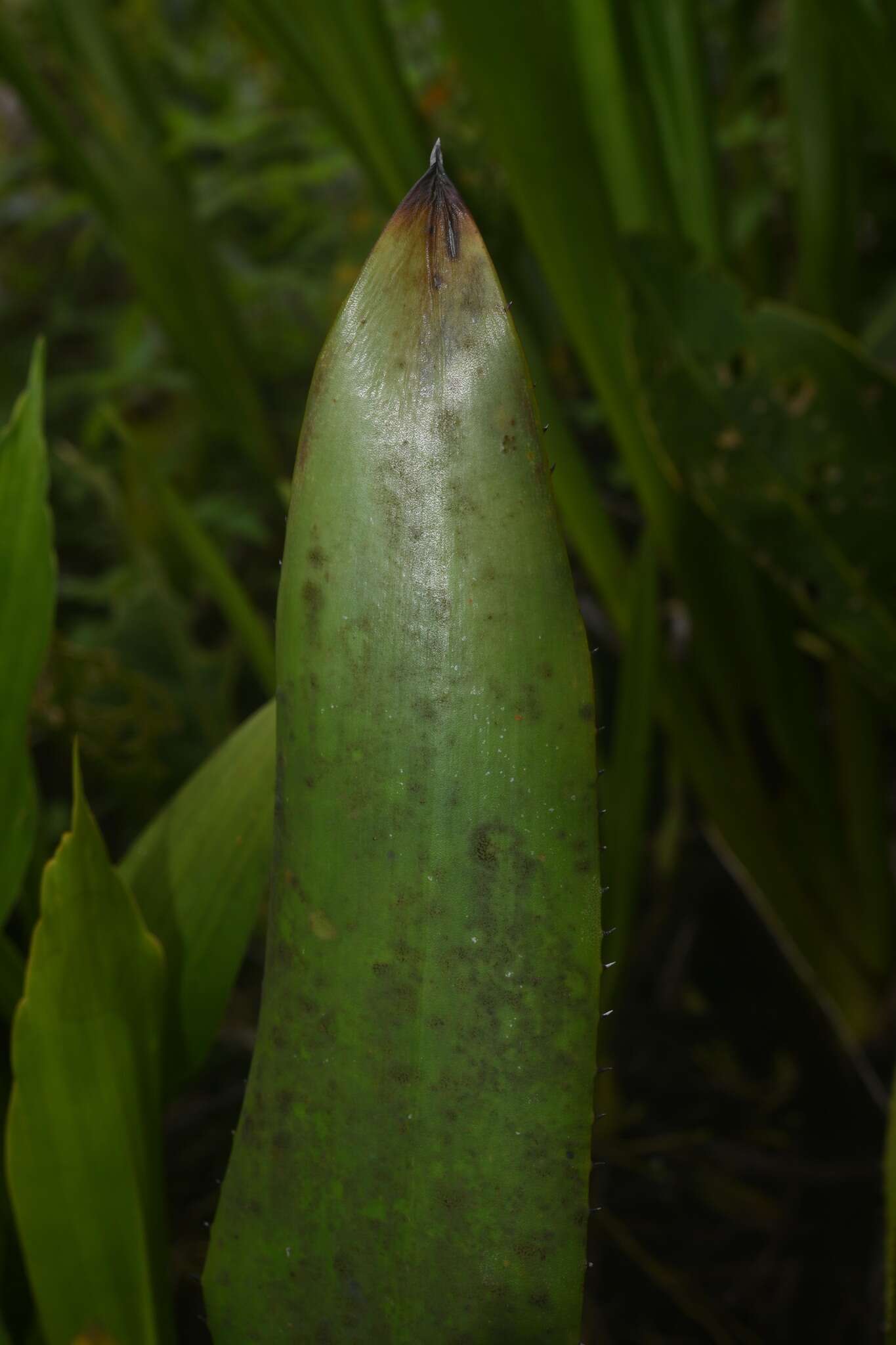 Слика од Aechmea polyantha E. Pereira & Reitz