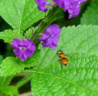 Image of orchid bee