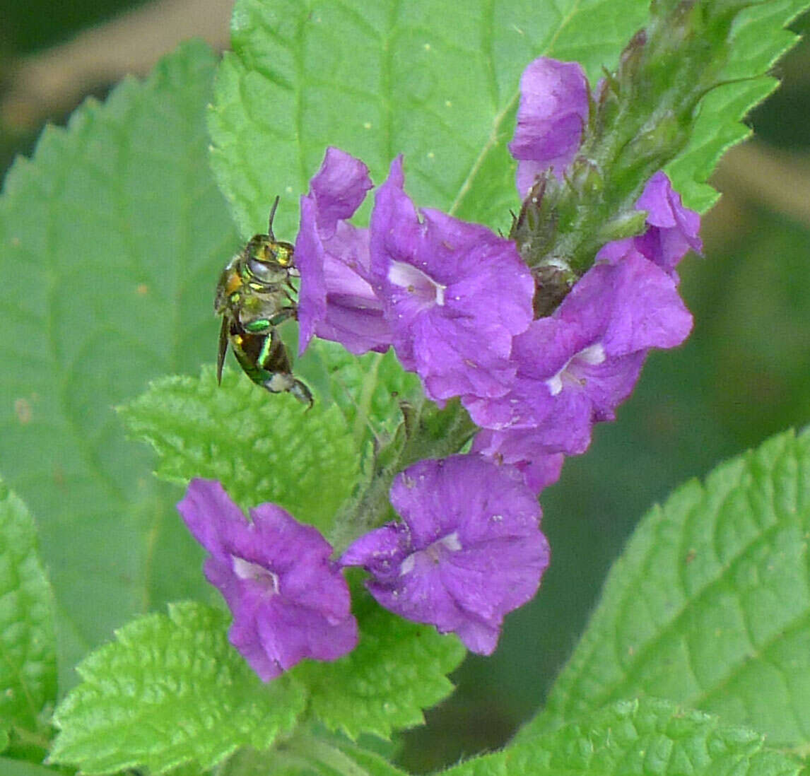 Image of orchid bee