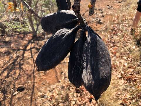 Imagem de Brachychiton australis (Schott & Endl.) Terracino