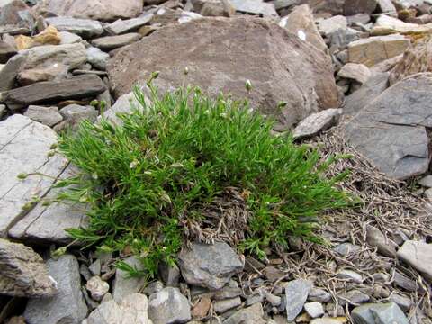 Image of Bog Stitchwort