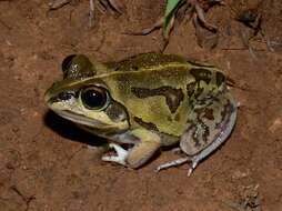 Image of Short-footed Frog