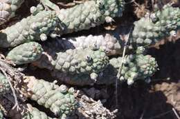 Image of Euphorbia inermis Mill.