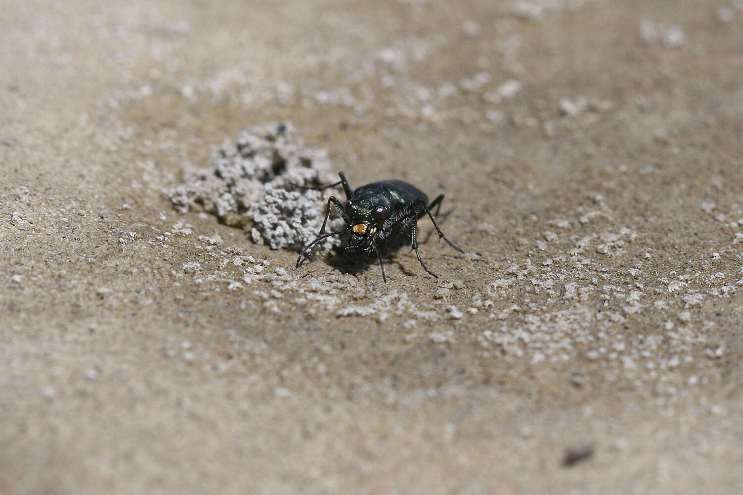 Image of Cicindela (Cicindelidia) amargosae Dahl 1939