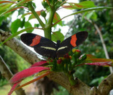 Image of Heliconius melpomene Linnaeus 1758