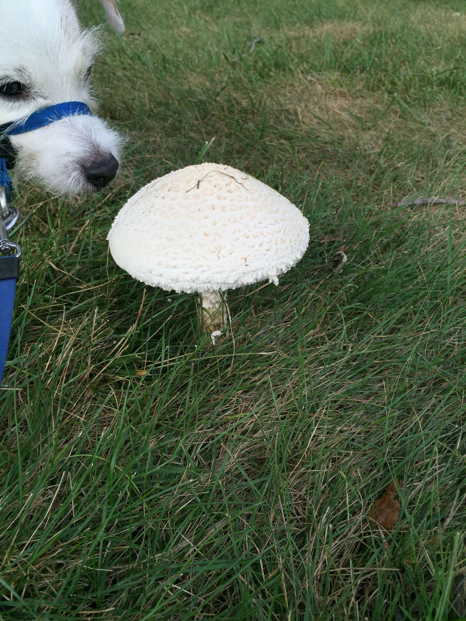 Слика од Saproamanita thiersii (Bas) Redhead, Vizzini, Drehmel & Contu 2016