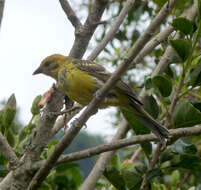 Image of Flame-colored Tanager