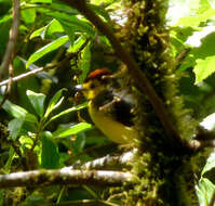 Image of Slate-throated Whitestart