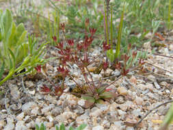 Image de Androsace occidentalis Pursh