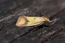 Image of Sulfur knapweed root moth