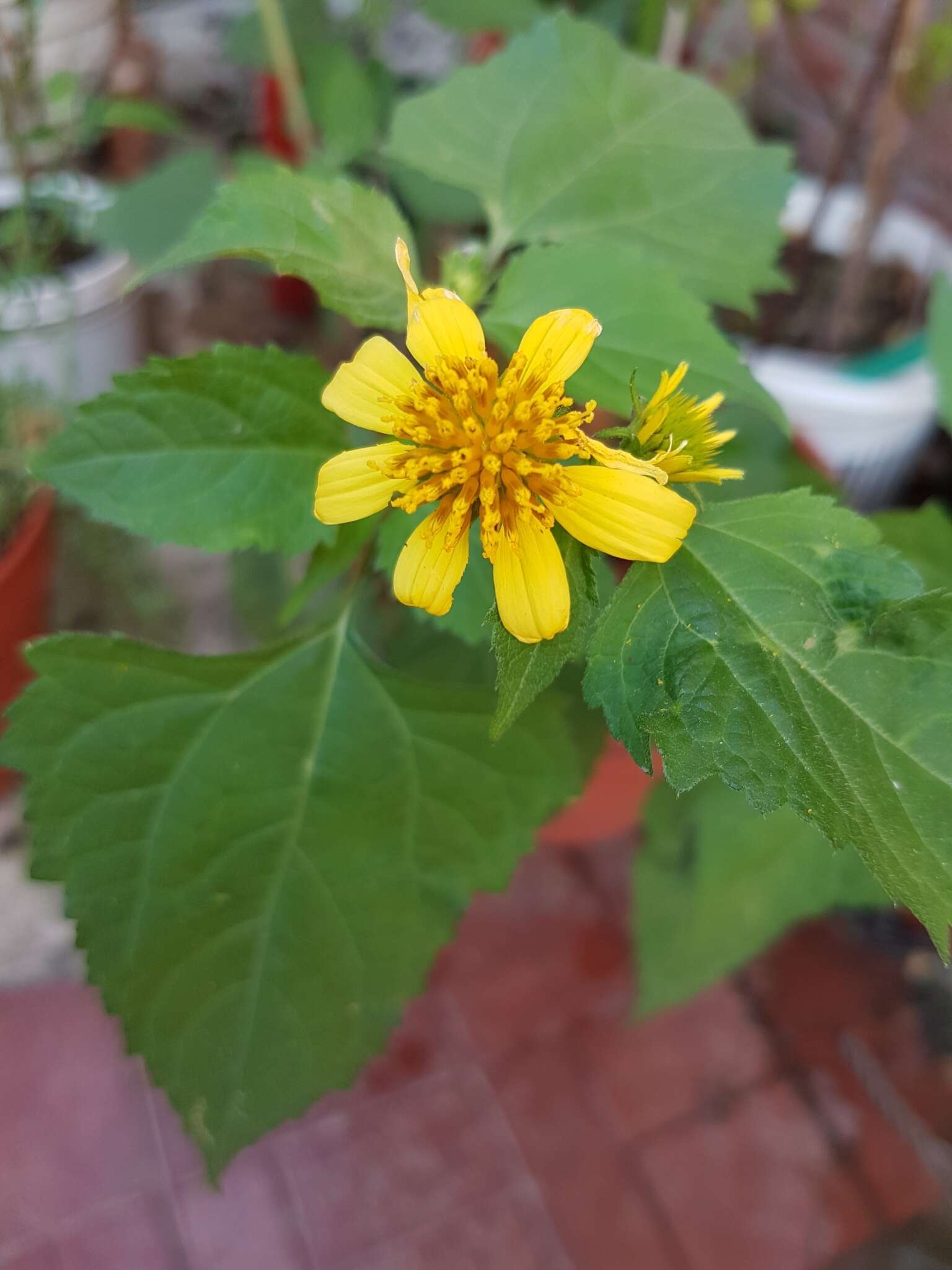 Image of Melanthera latifolia (Gardn.) Cabrera