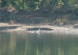 Image of Broad-snouted Crocodile