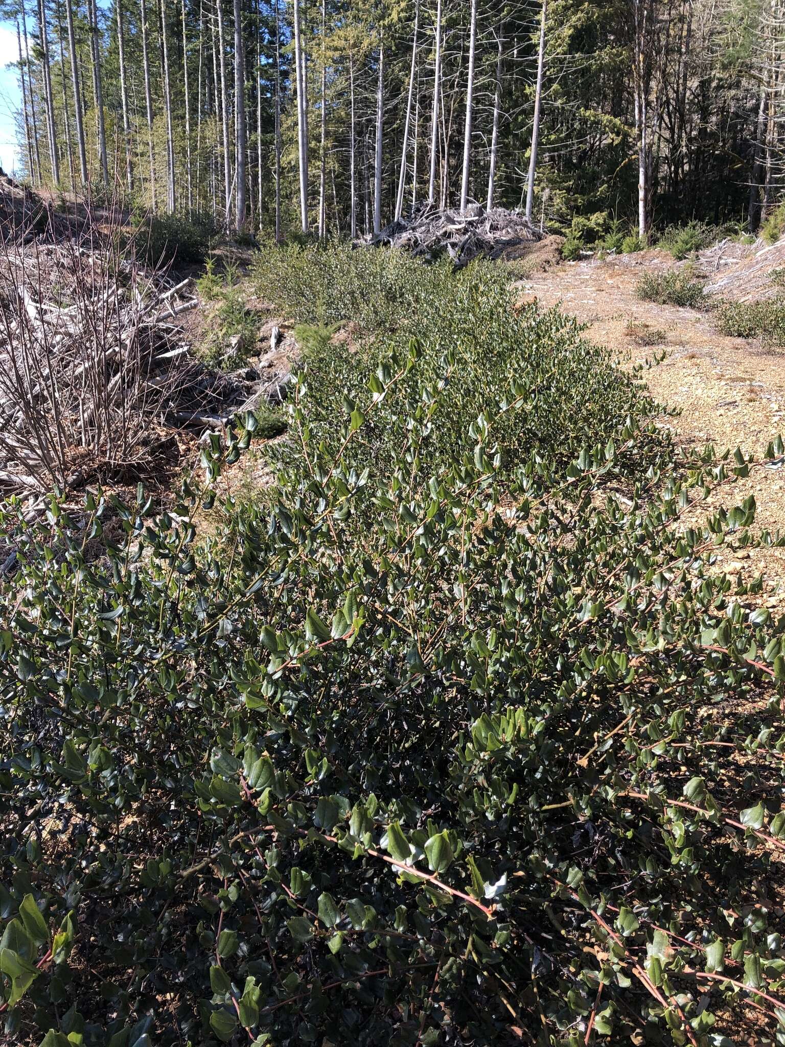 Ceanothus velutinus var. laevigatus Torr. & A. Gray resmi