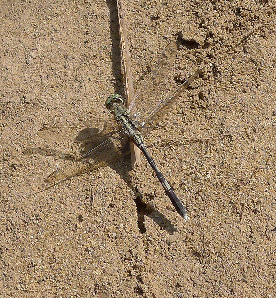 Image of Slender Skimmer