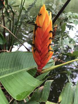 Image of Heliconia episcopalis Vell.