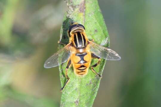 Слика од Mesembrius peregrinus (Loew 1846)