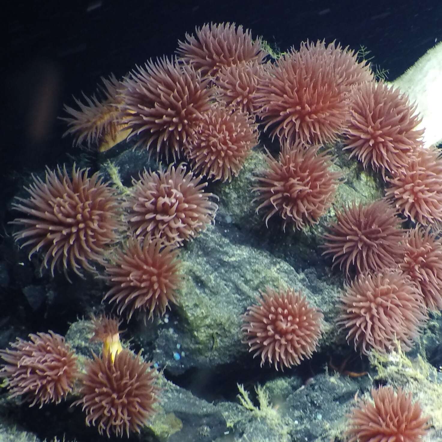 Image of Pom-pom anemone