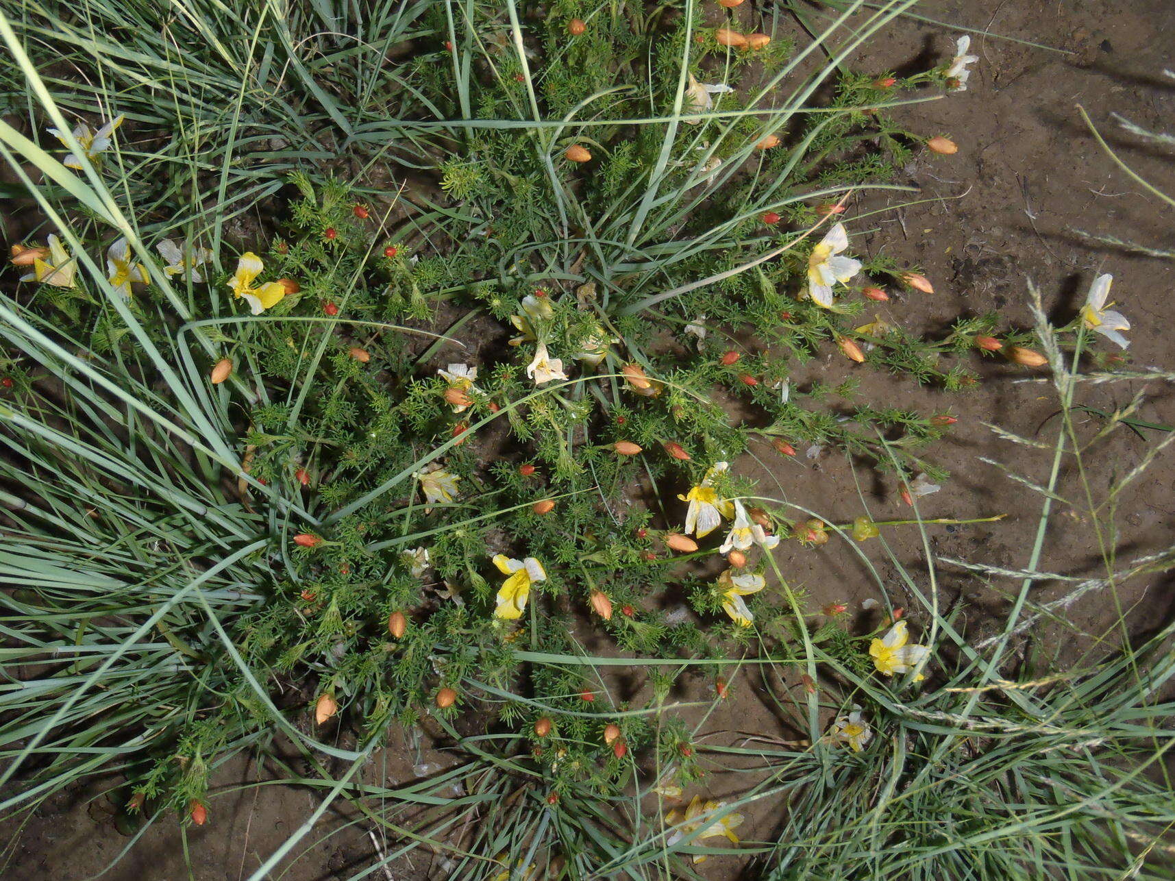 Image of Menodora africana Hook.