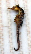 Image of Lined Seahorse