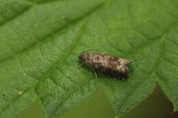 Image of Moth