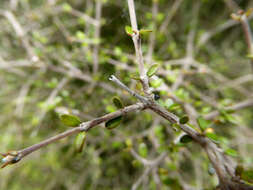 Image of Coprosma obconica Kirk