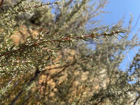 Image of Marsh Sillyberry