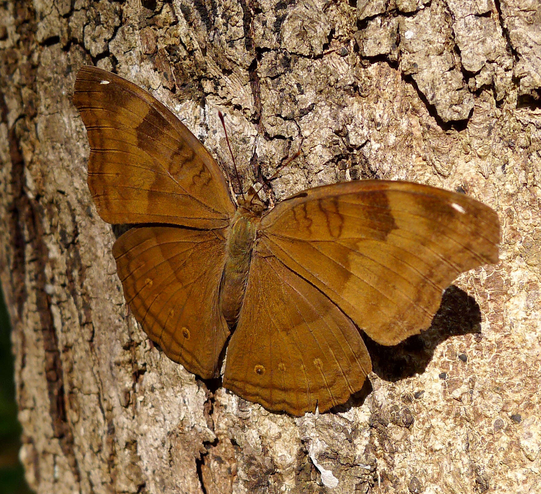 Image of chocolate pansy