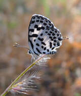 Image of Common Pierrot