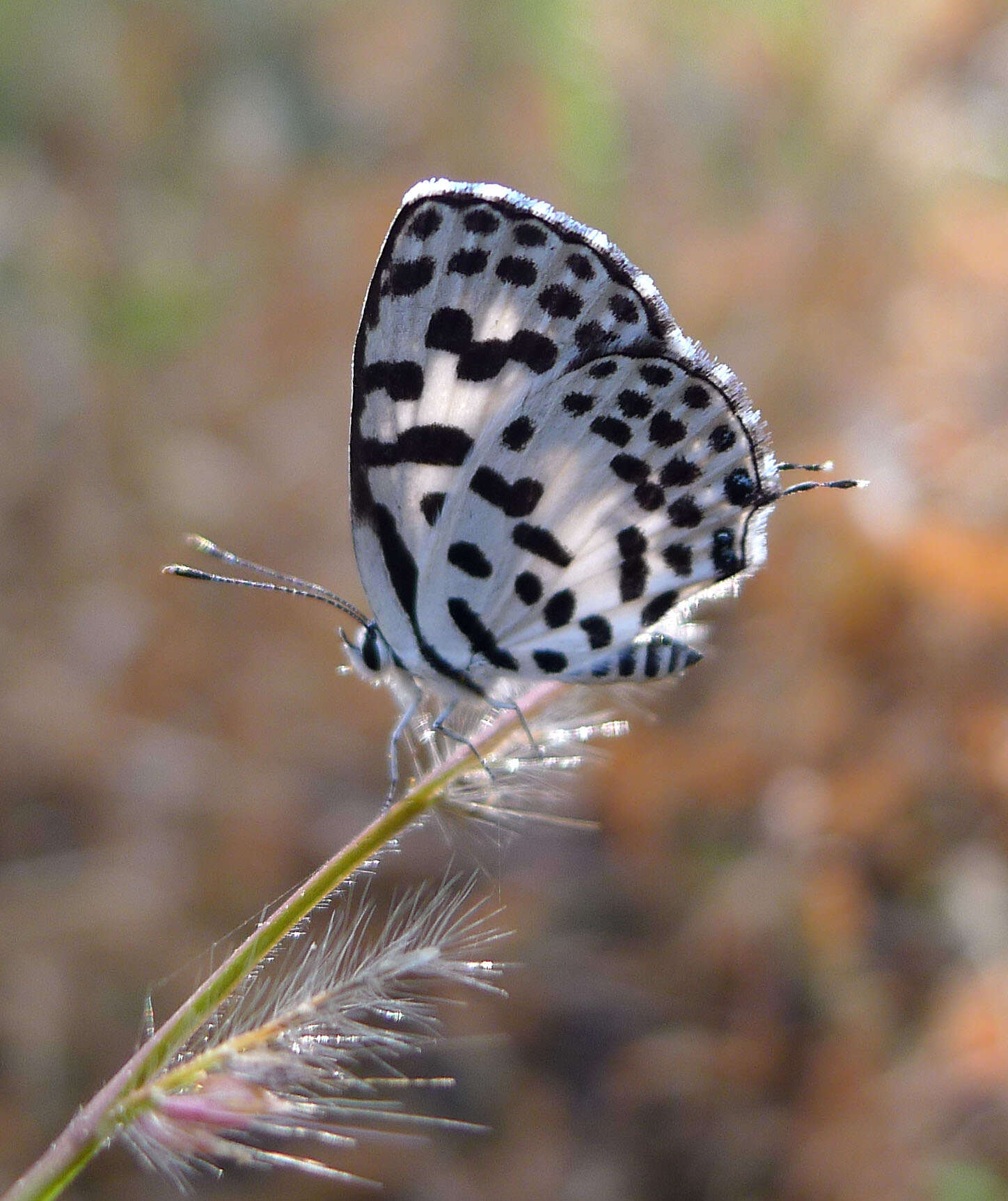 Image of Common Pierrot