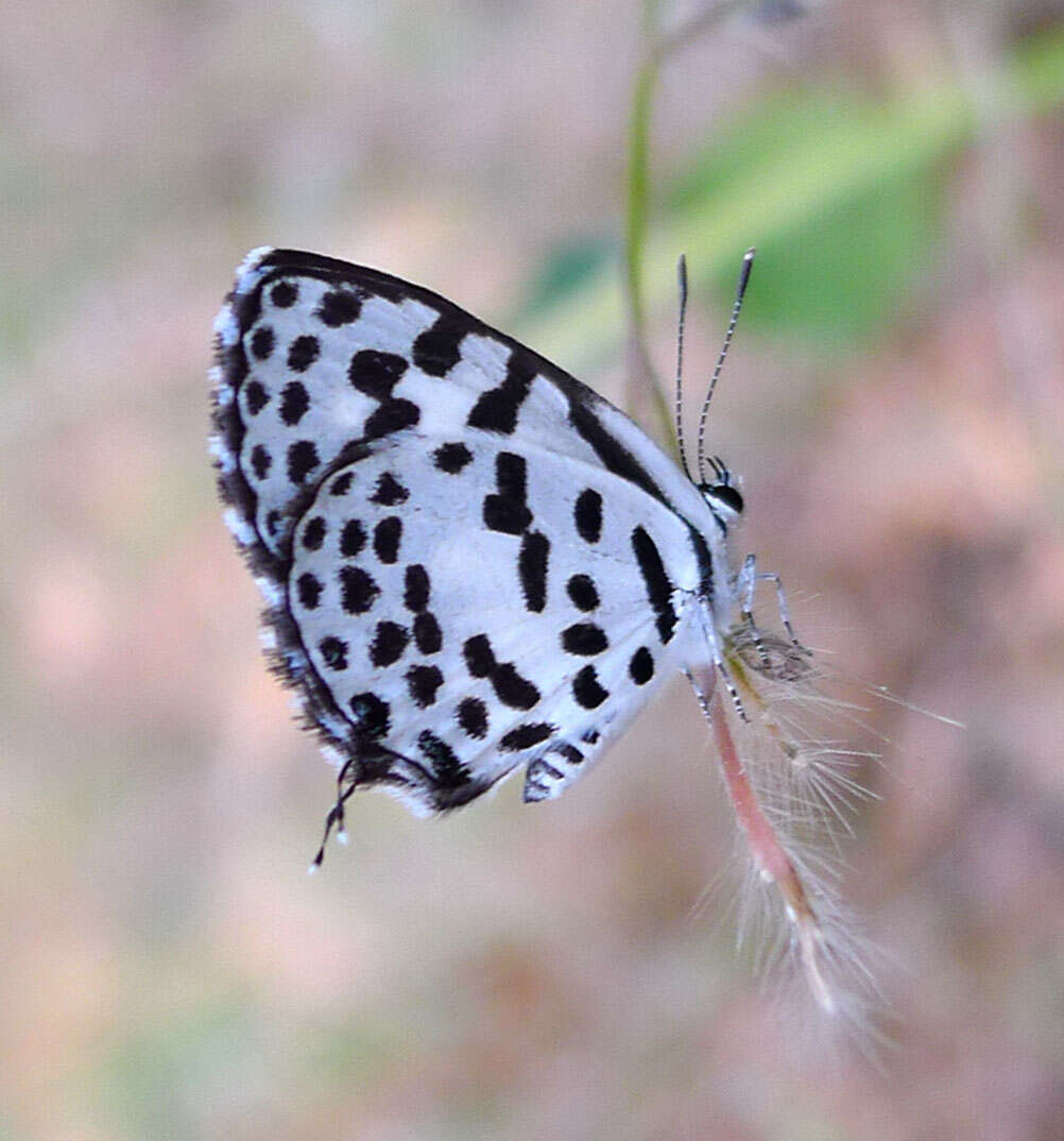 Image of Common Pierrot