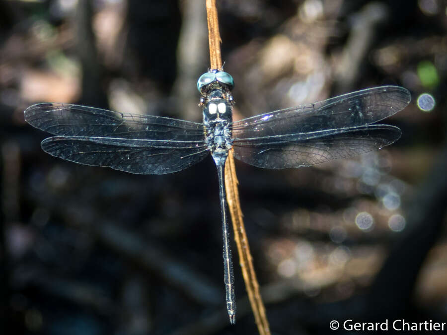 Imagem de Pornothemis serrata Krüger 1902