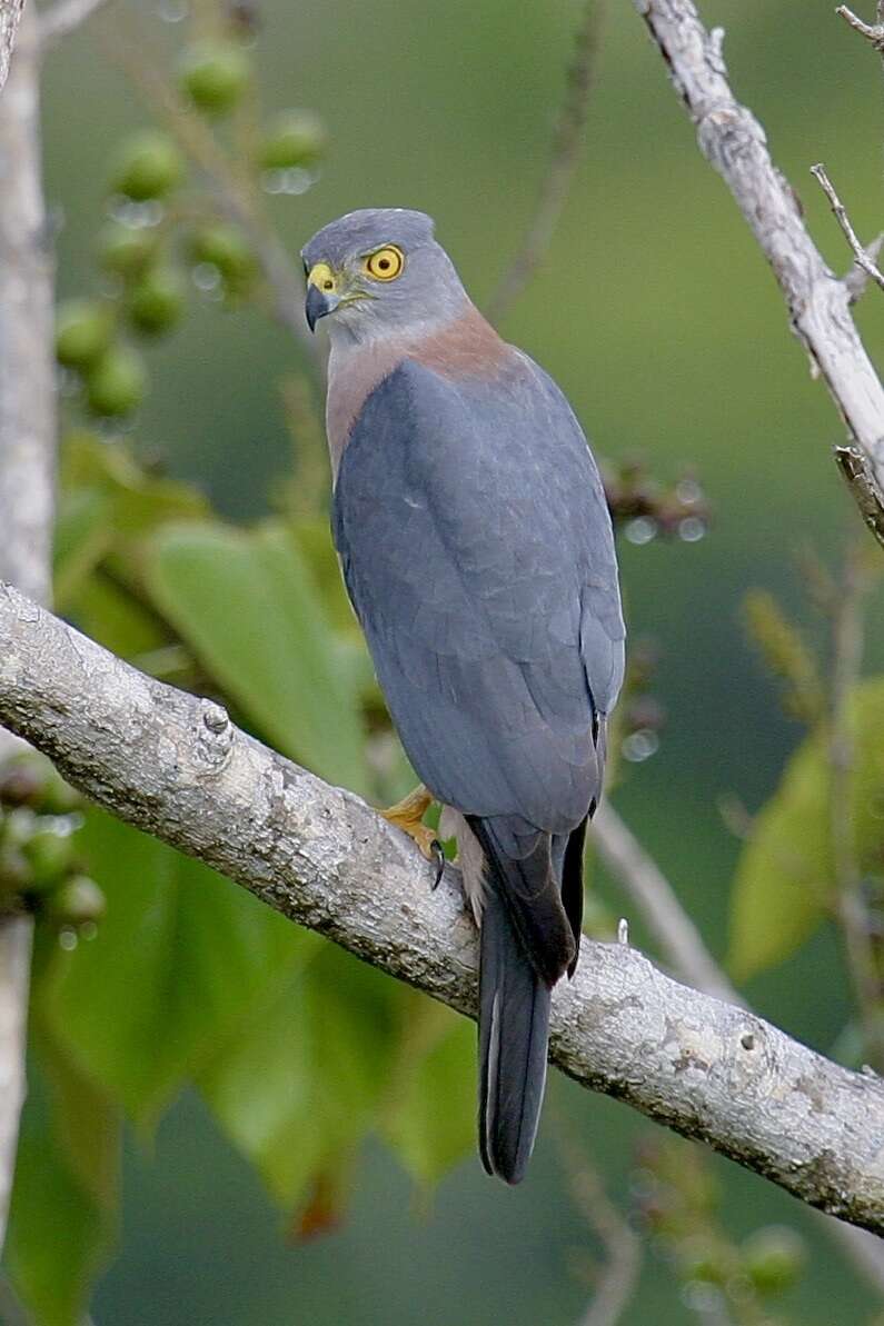 Image of Fiji Goshawk